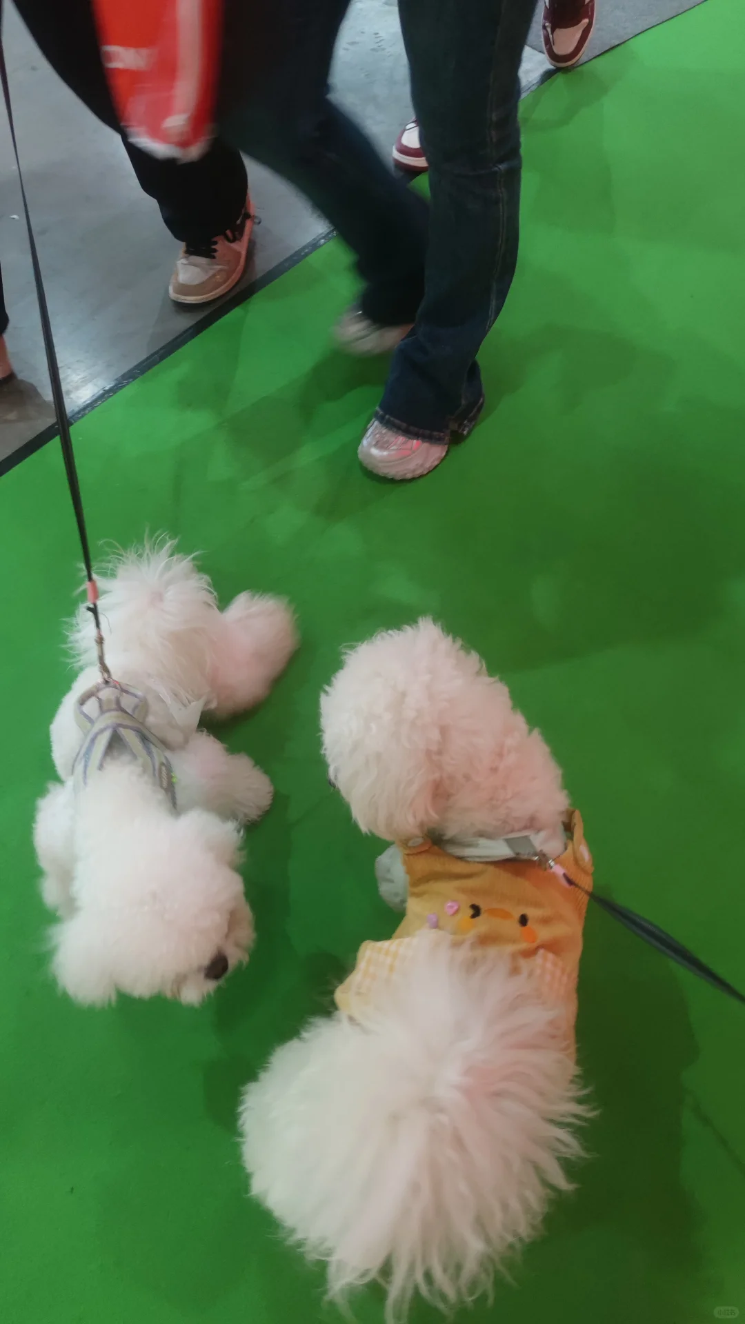 南京2025宠物博览会来啦~