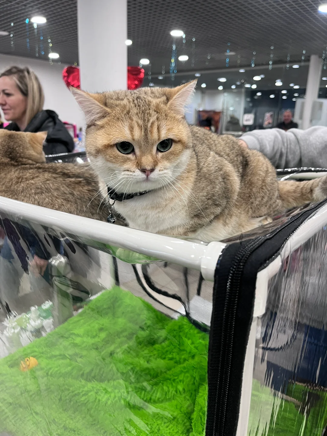 ??莫斯科猫展｜周末爱?留子的好去处‼️