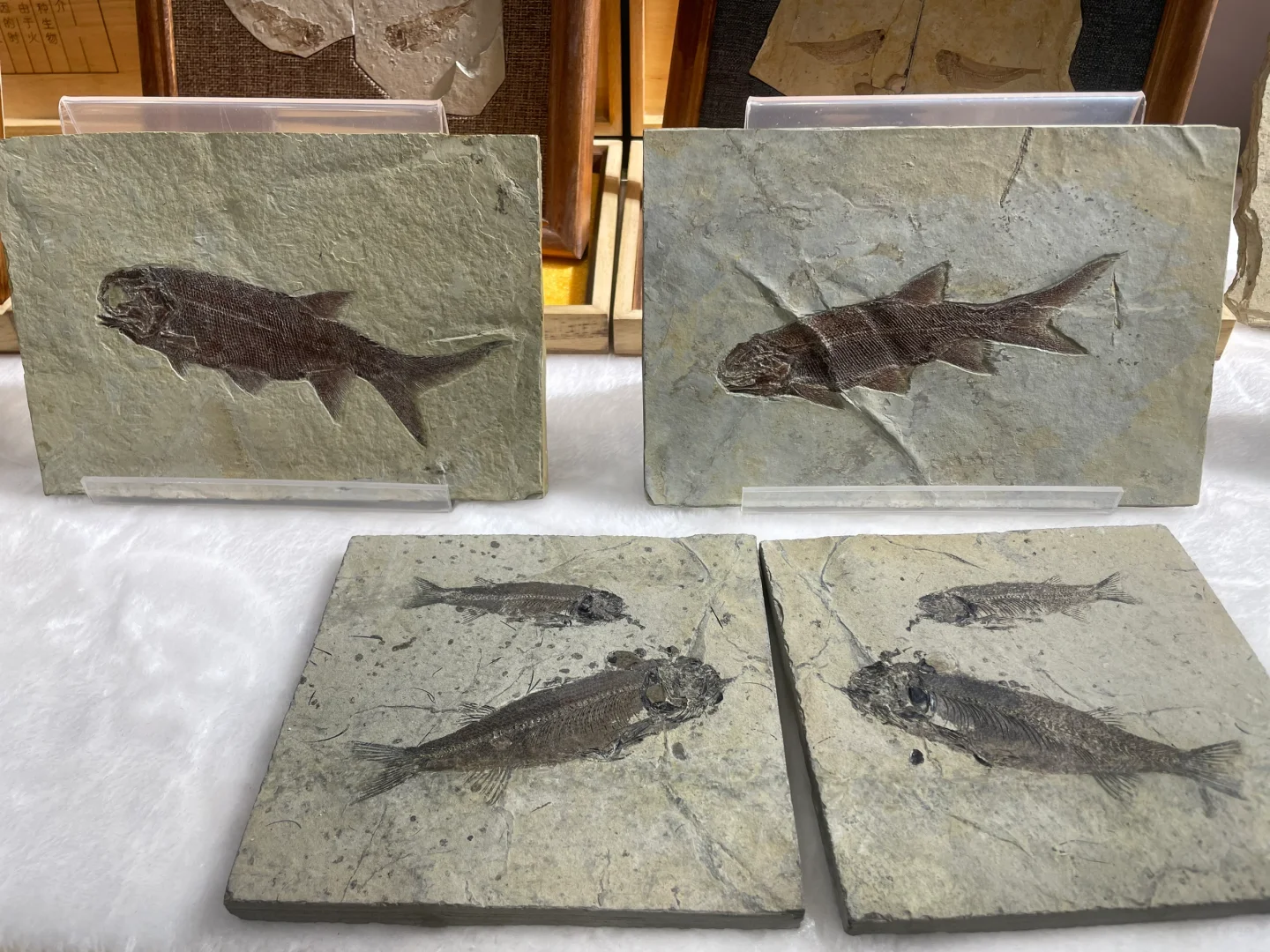 南京矿物化石博览会-一角