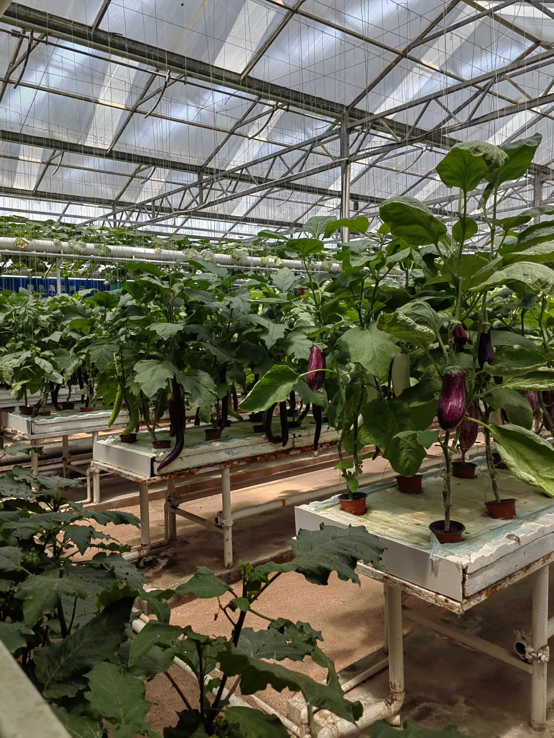 潍坊寿光蔬菜博览会