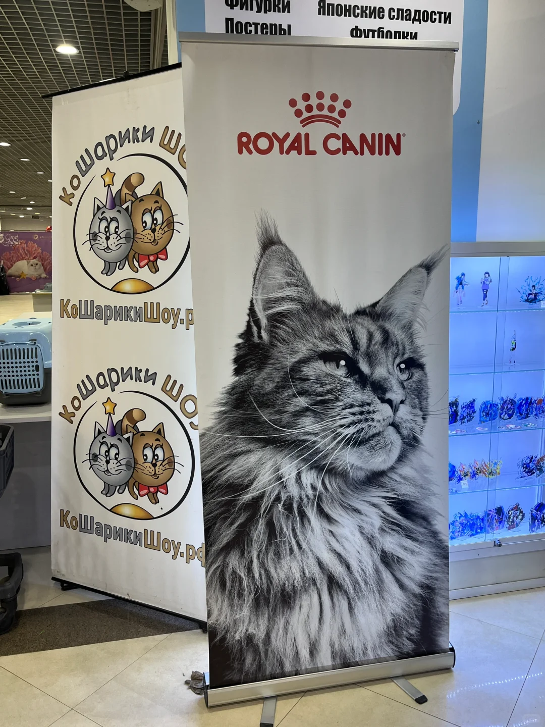 ??莫斯科猫展｜周末爱?留子的好去处‼️