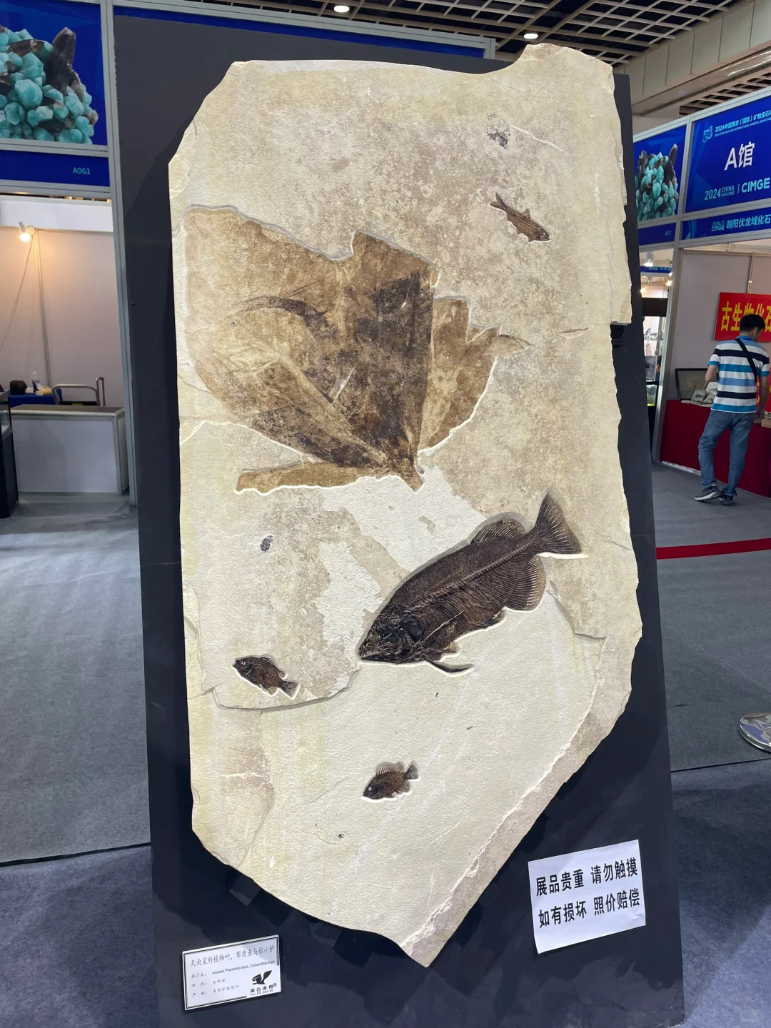 南京矿物化石博览会-一角