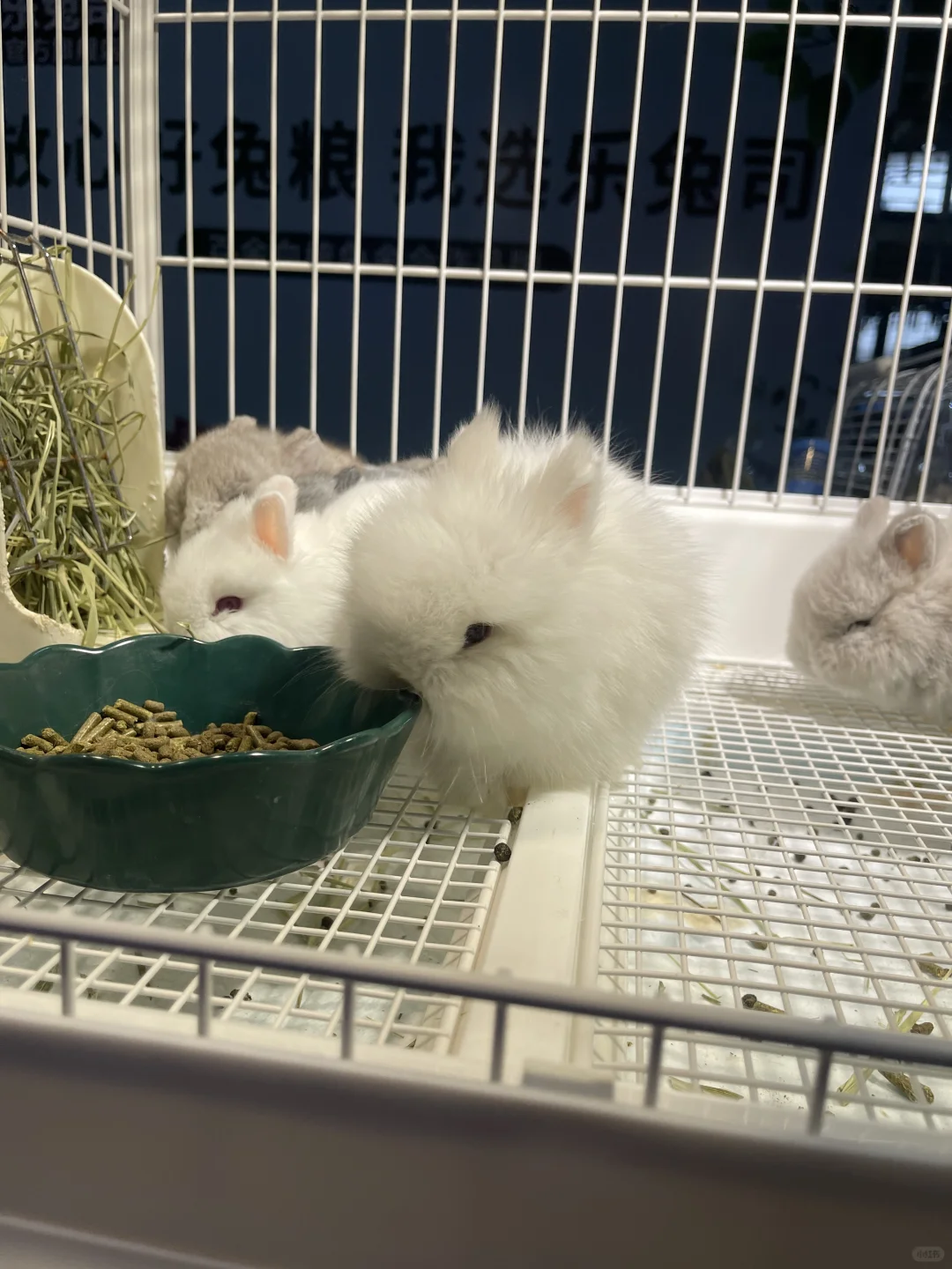 南京宠物博览会来了