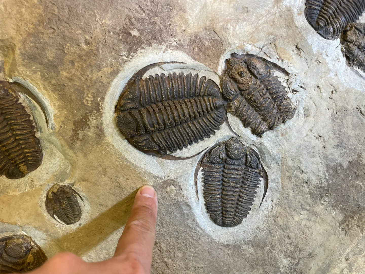 南京矿物化石博览会-一角