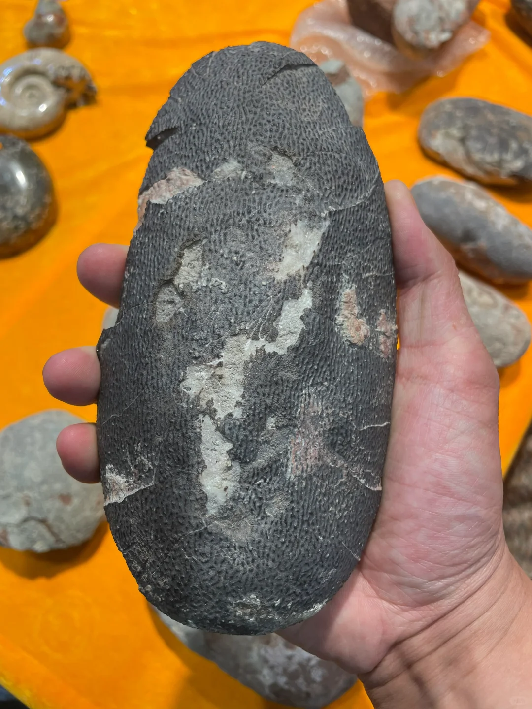 南京矿物化石博览会-一角