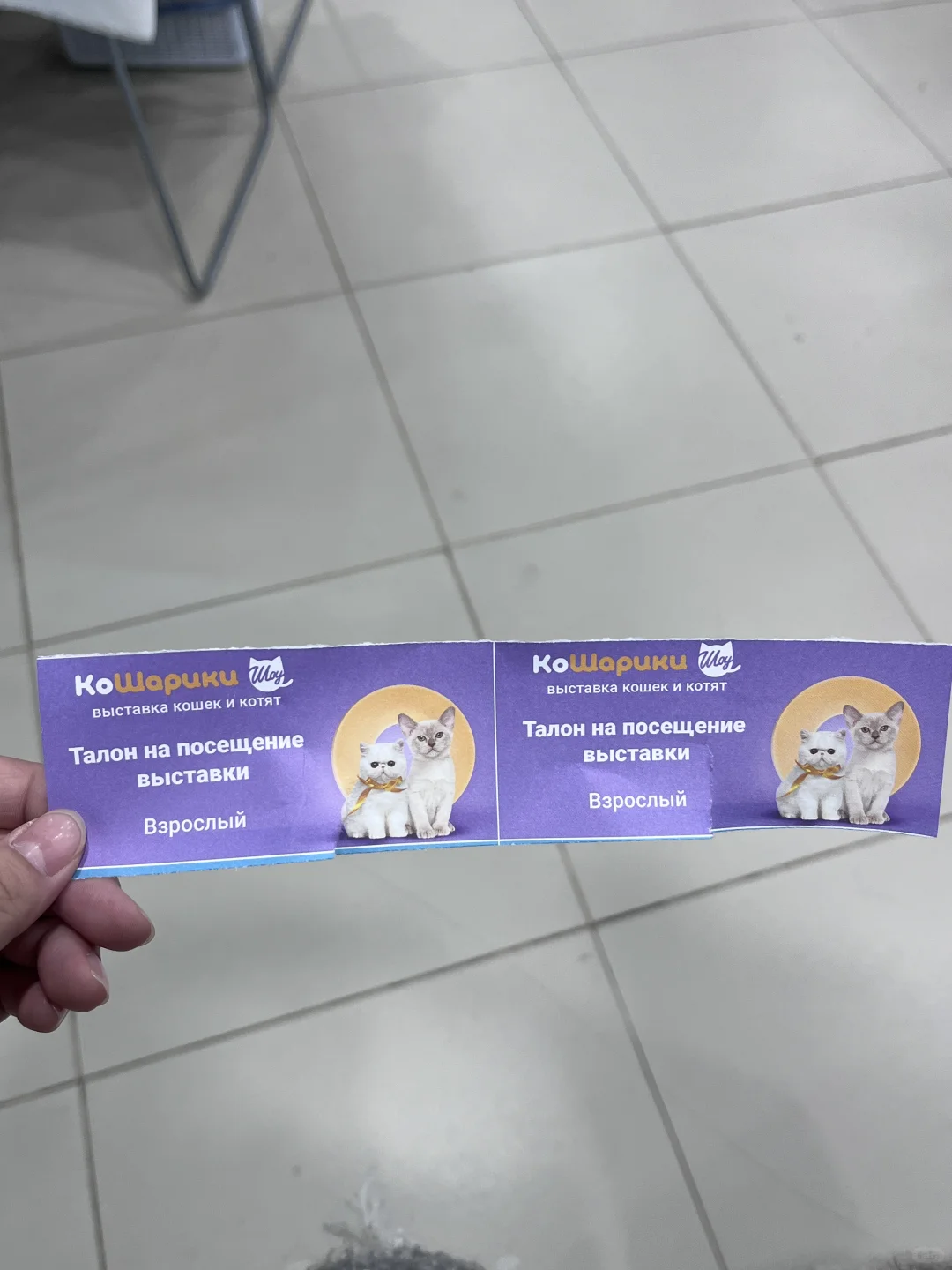 ??莫斯科猫展｜周末爱?留子的好去处‼️