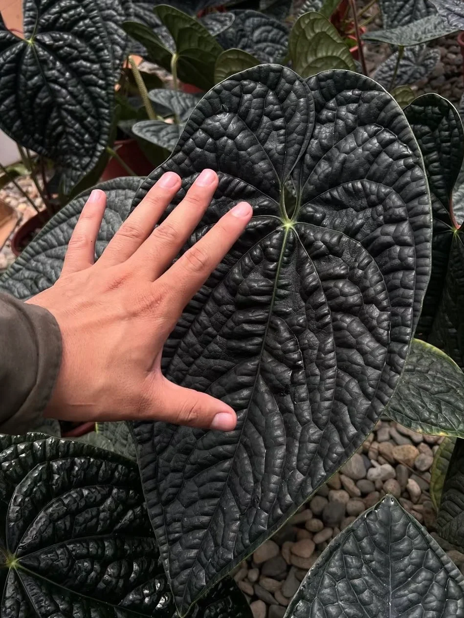 深圳热植展打卡周边薅羊毛攻略｜冲冲冲！