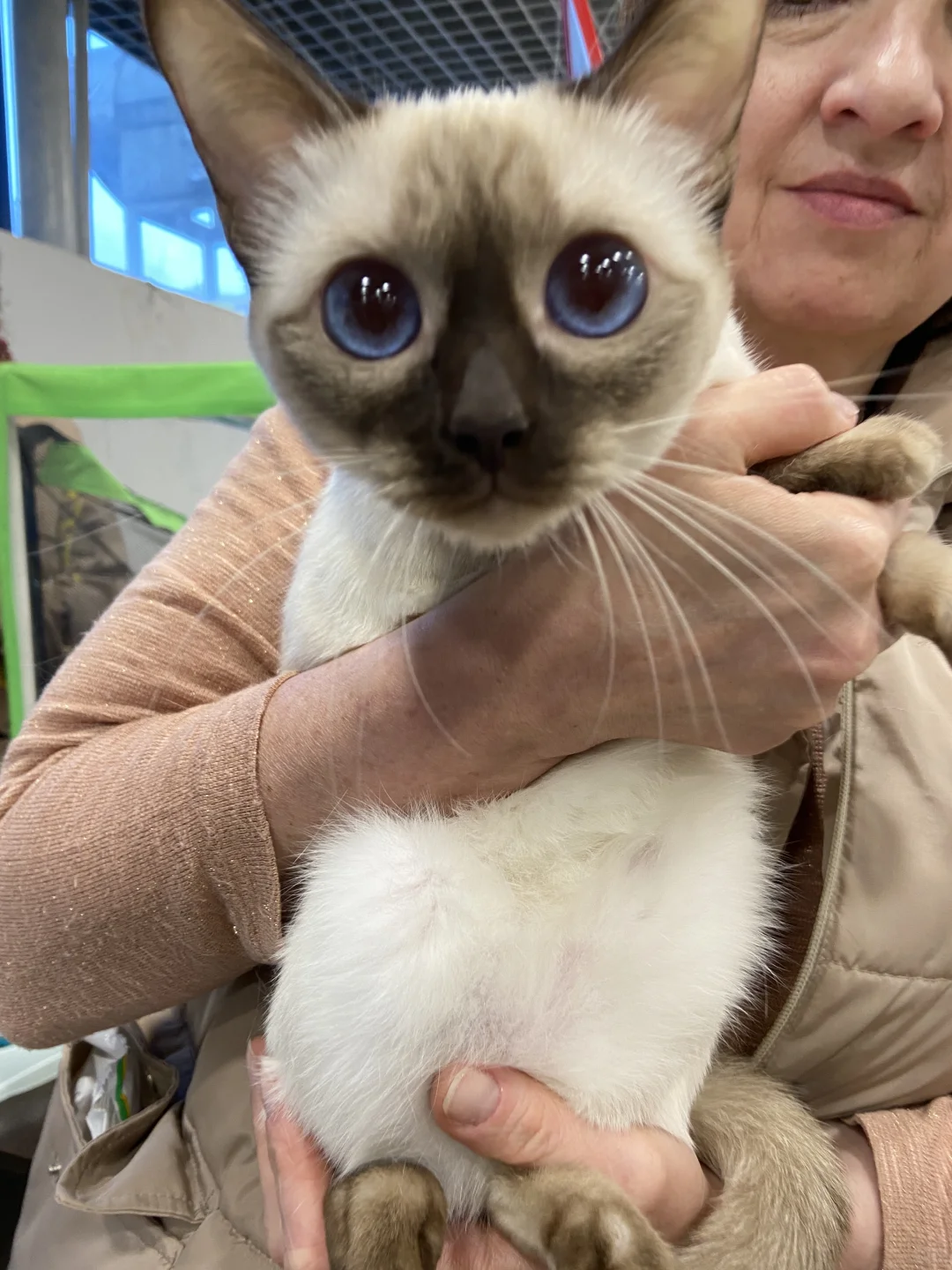 ??莫斯科猫展｜周末爱?留子的好去处‼️