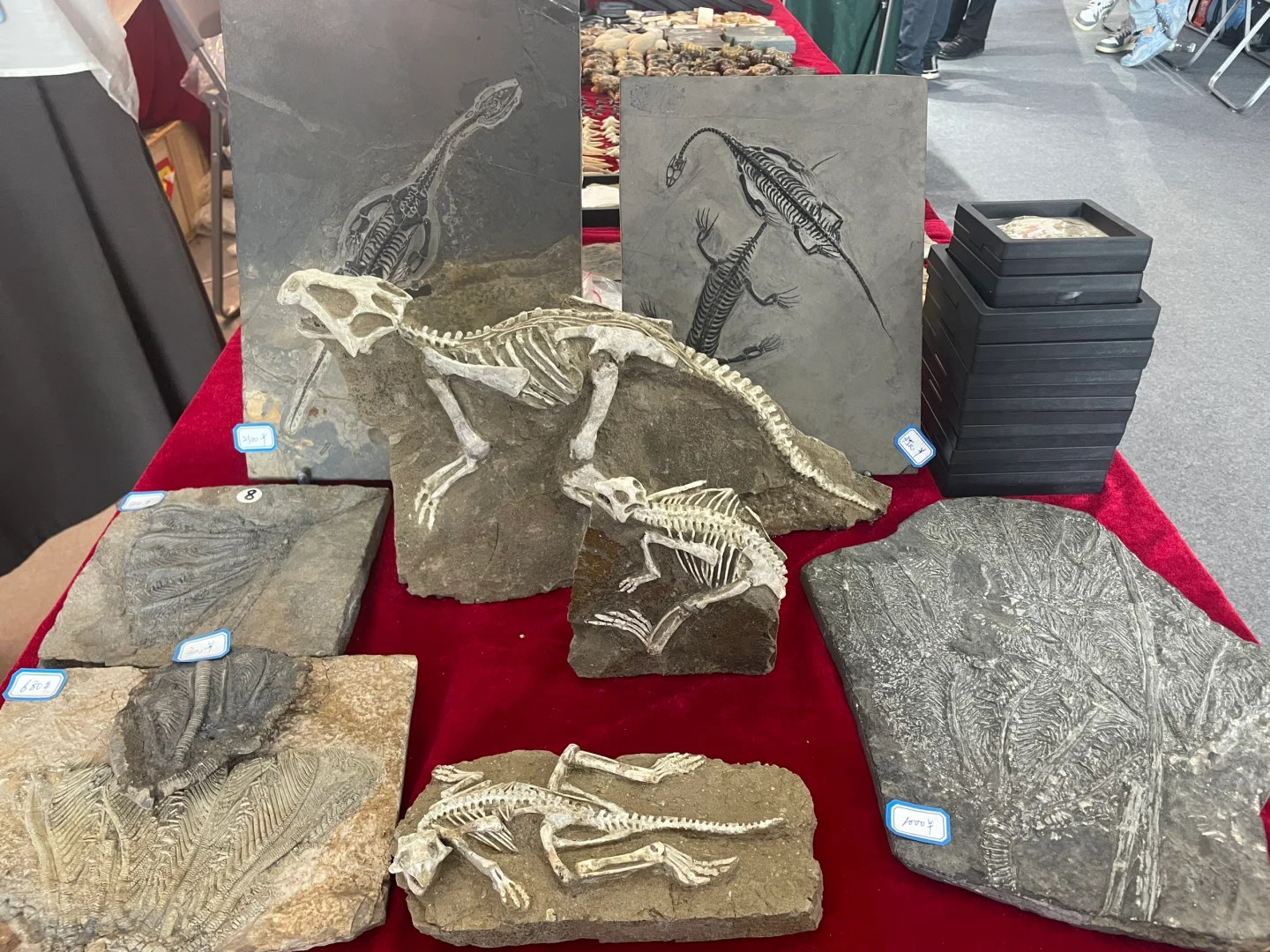 南京矿物化石博览会-一角