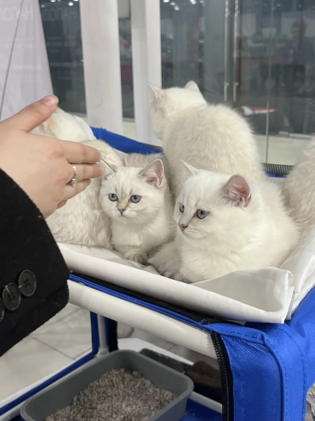 ??莫斯科猫展｜周末爱?留子的好去处‼️