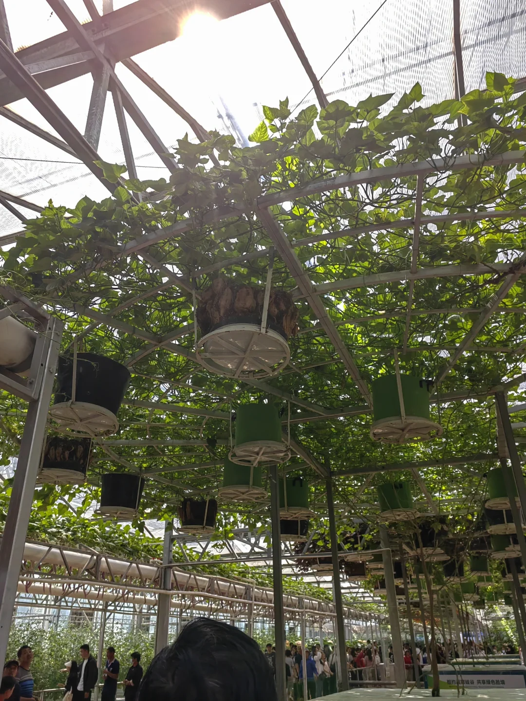 潍坊寿光蔬菜博览会