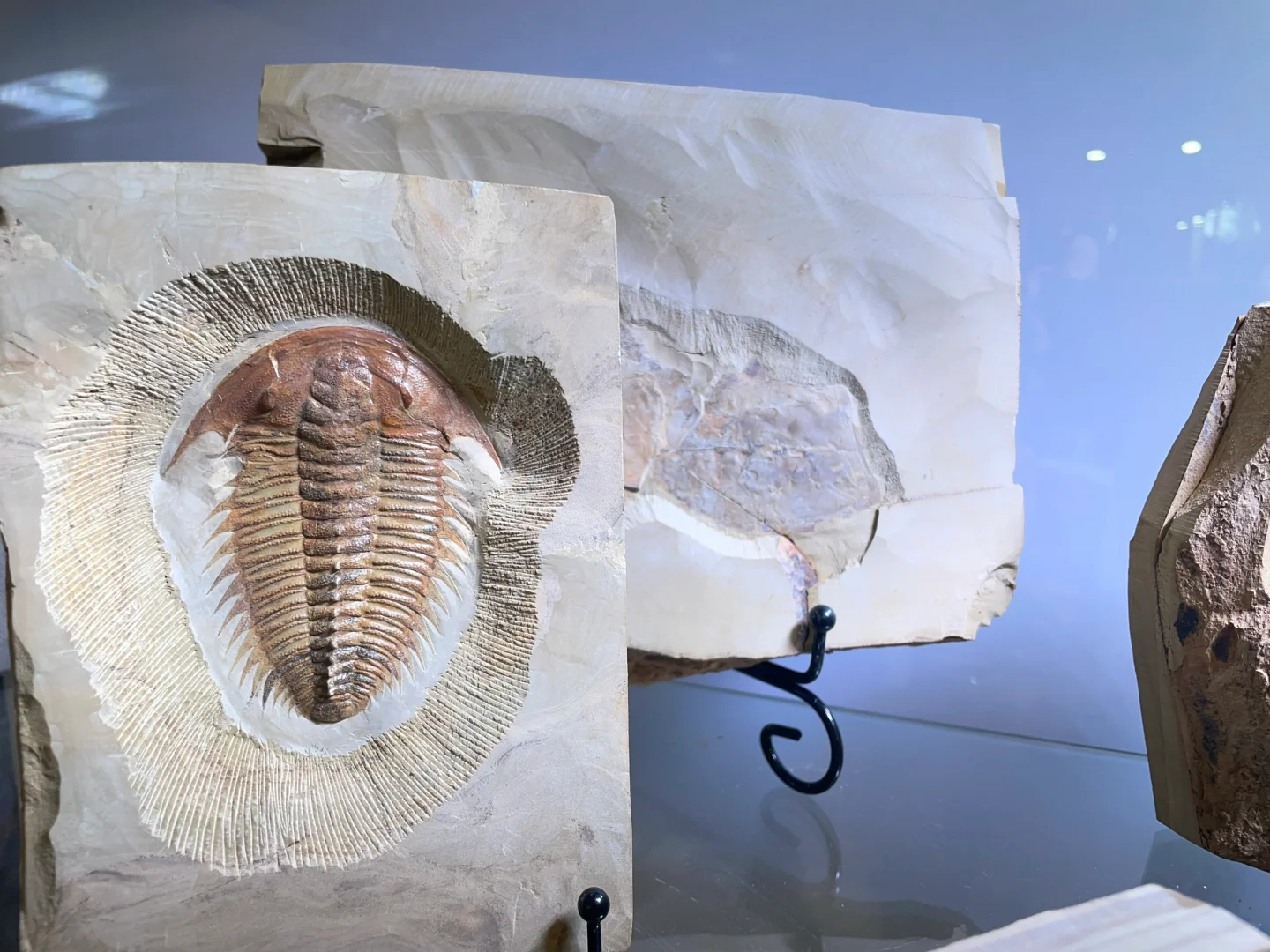 南京矿物化石博览会-一角