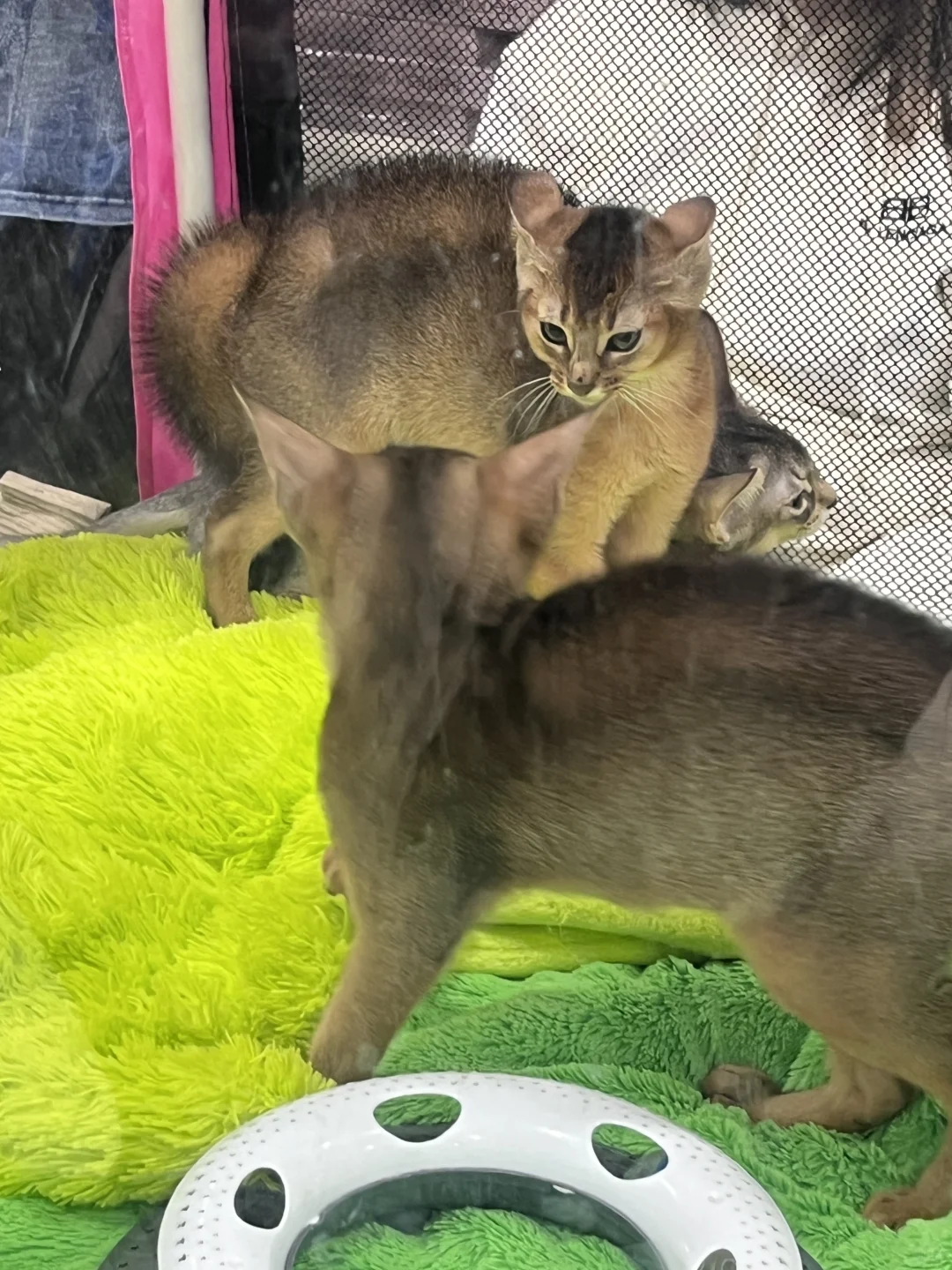 ??莫斯科猫展｜周末爱?留子的好去处‼️