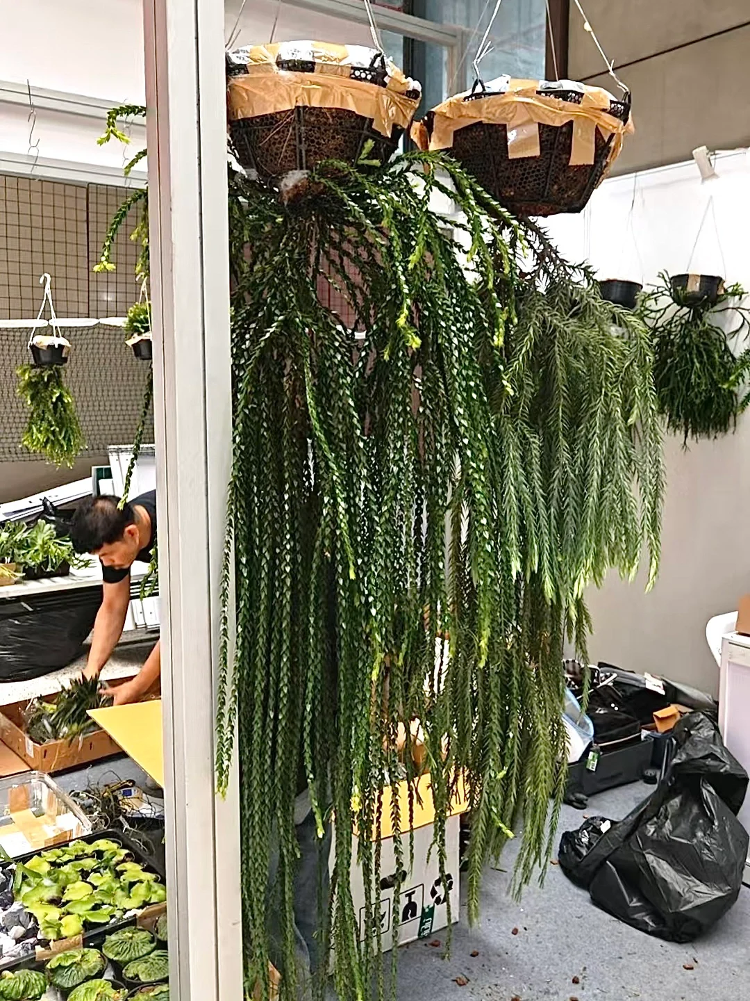 深圳热植展打卡周边薅羊毛攻略｜冲冲冲！