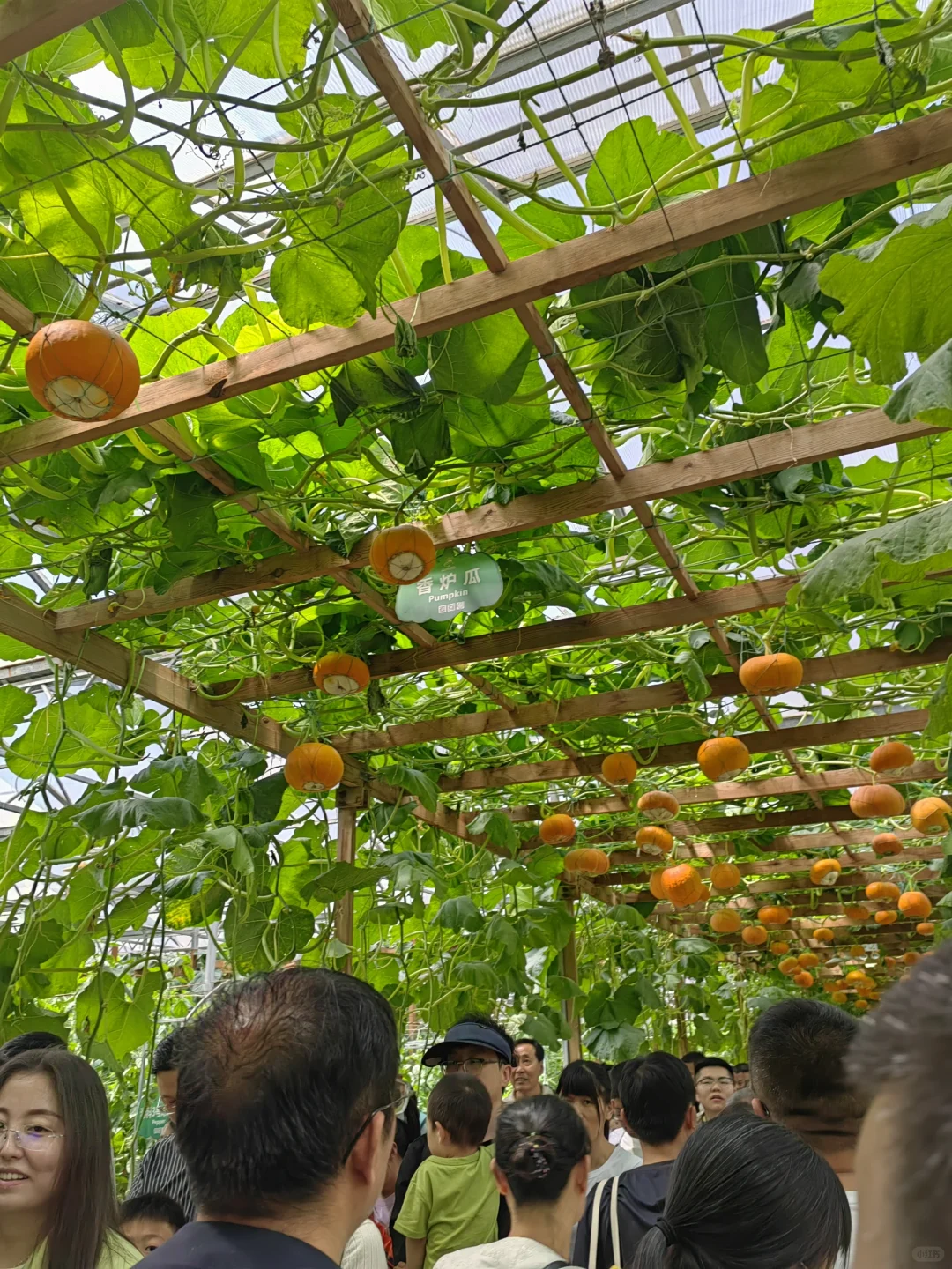 潍坊寿光蔬菜博览会