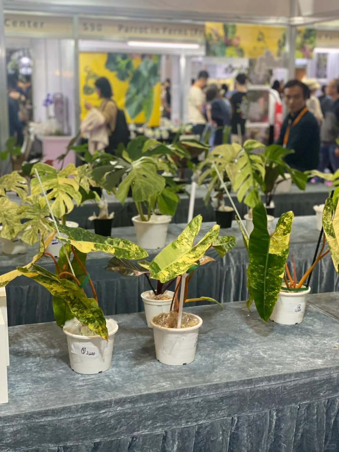 深圳热植展打卡周边薅羊毛攻略｜冲冲冲！