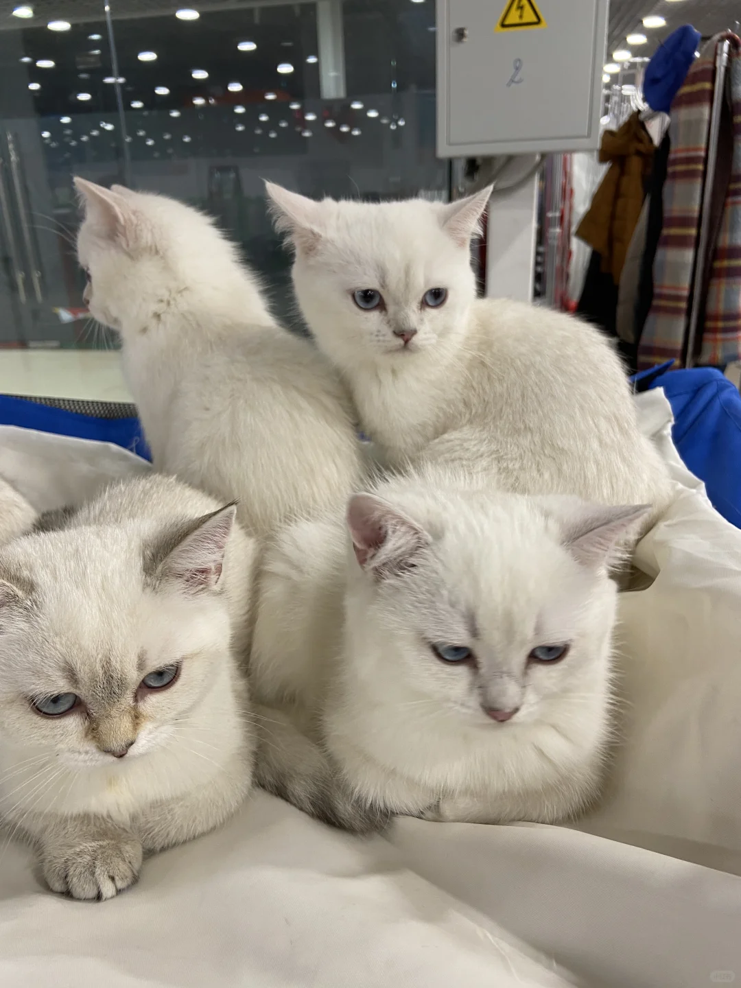 ??莫斯科猫展｜周末爱?留子的好去处‼️