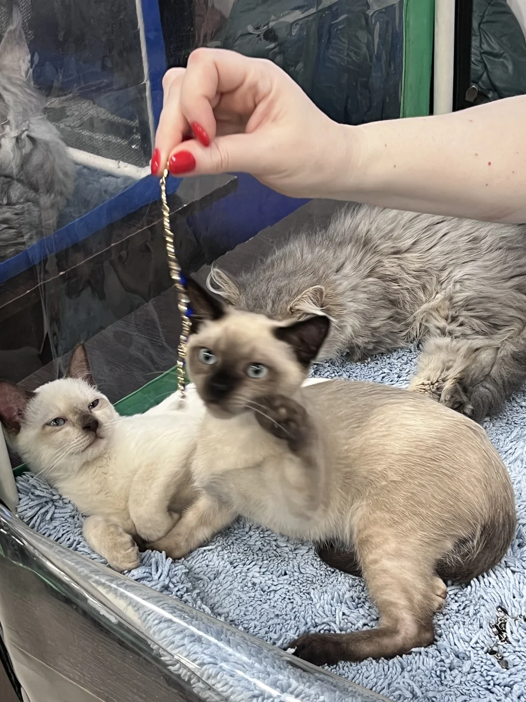 ??莫斯科猫展｜周末爱?留子的好去处‼️