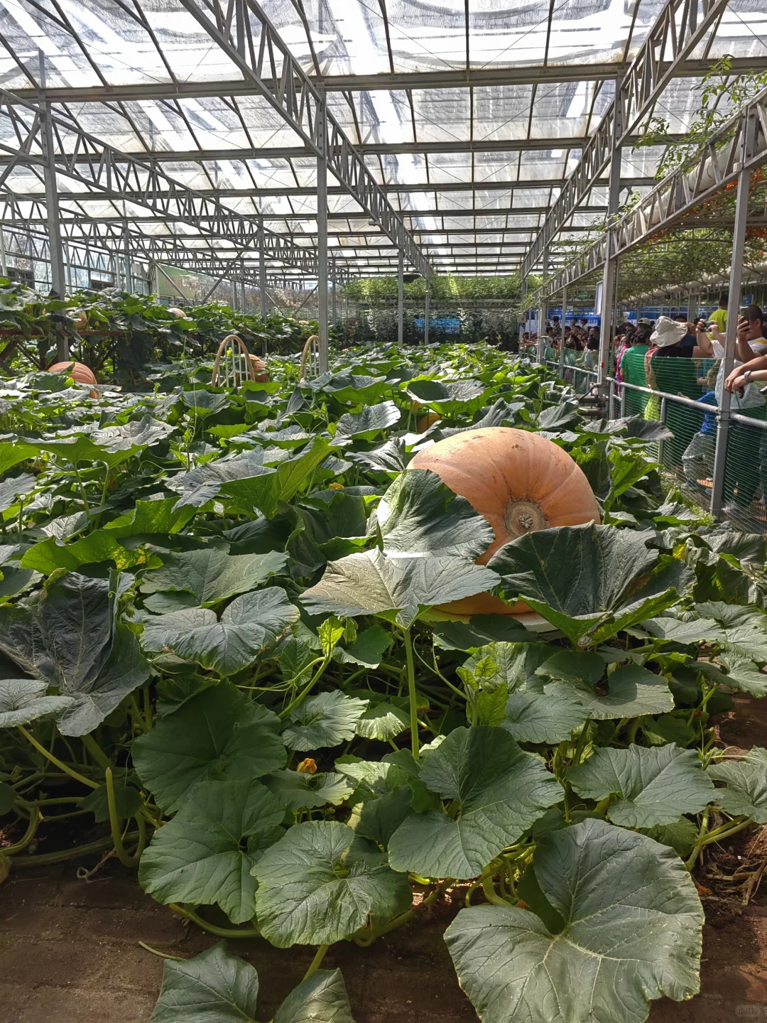 潍坊寿光蔬菜博览会