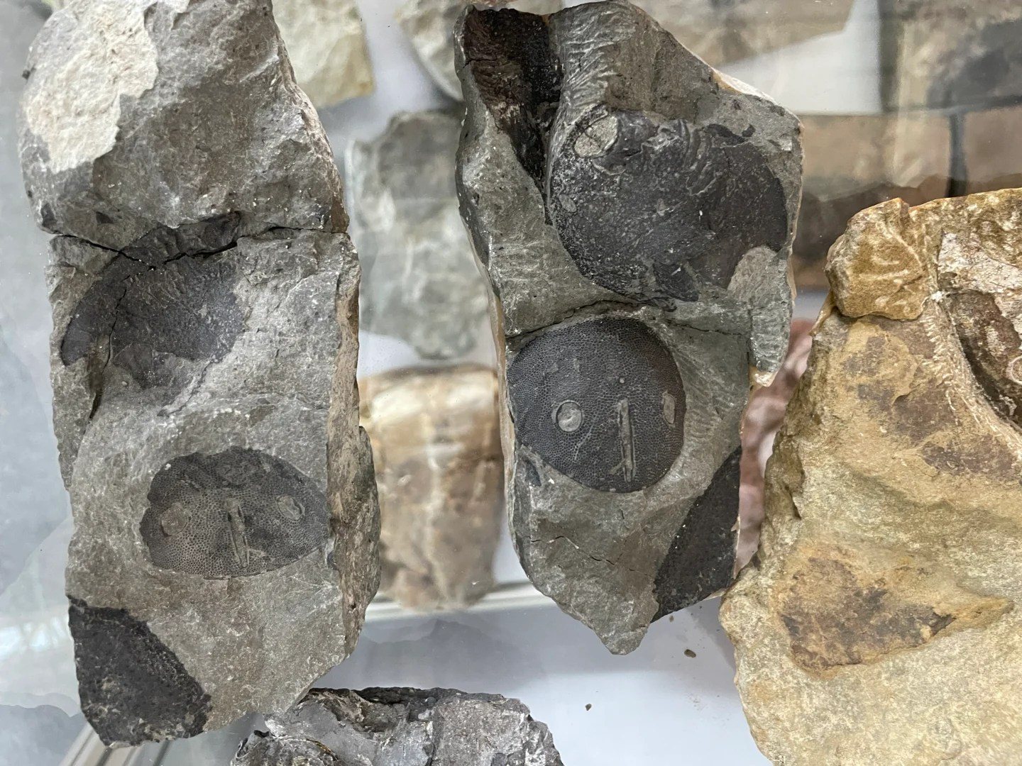 南京矿物化石博览会-一角