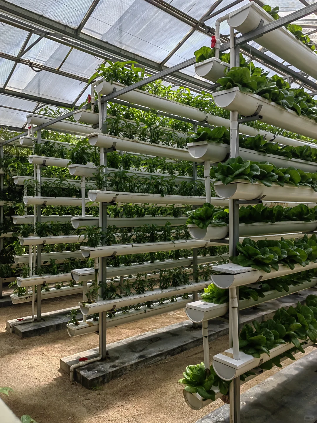 潍坊寿光蔬菜博览会