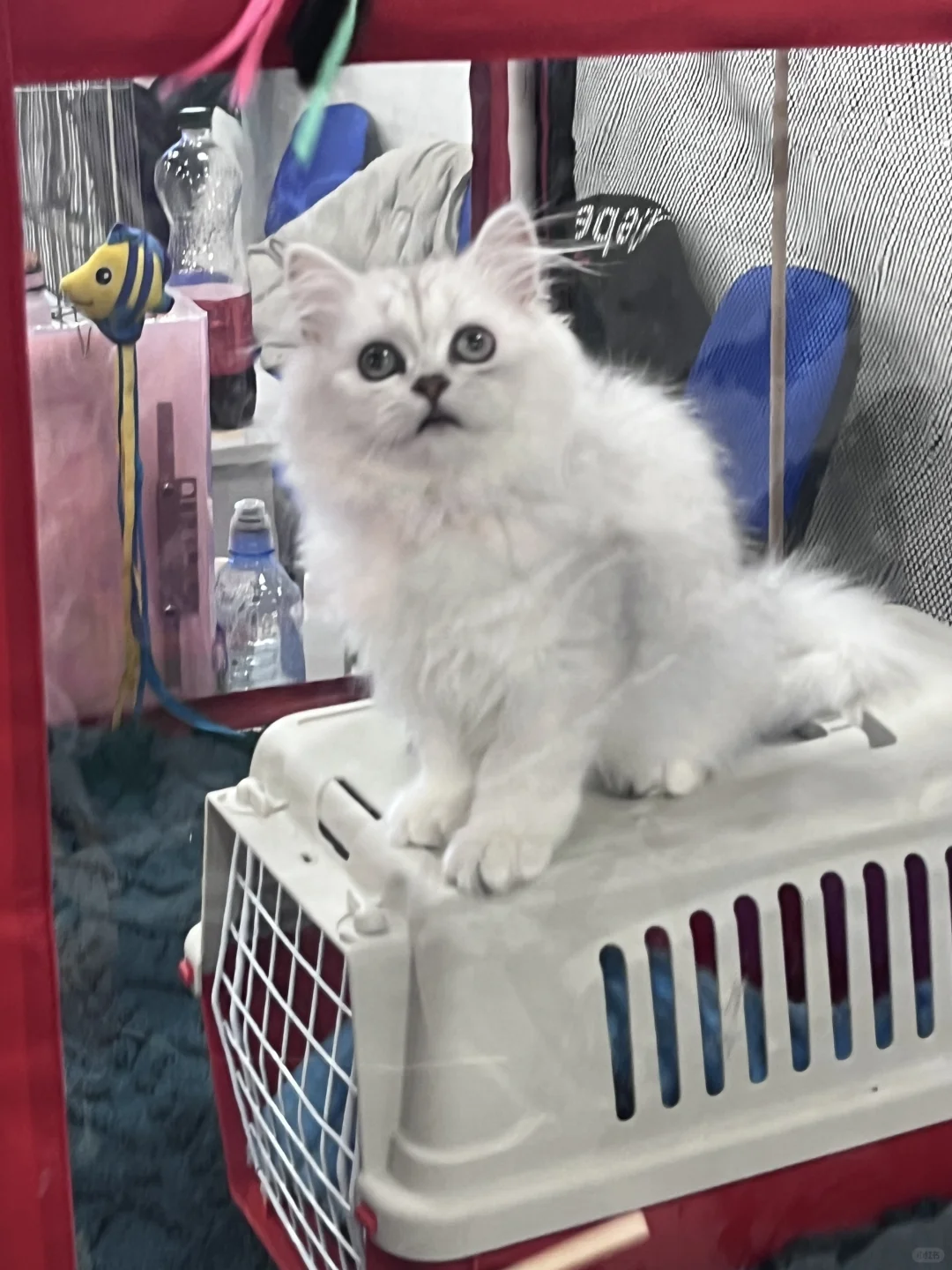 ??莫斯科猫展｜周末爱?留子的好去处‼️