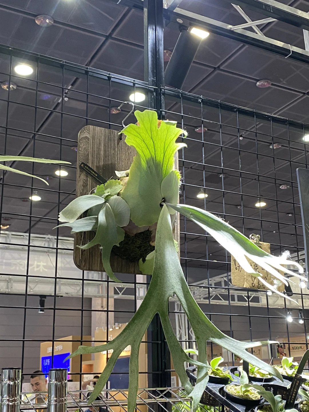 深圳热植展打卡周边薅羊毛攻略｜冲冲冲！