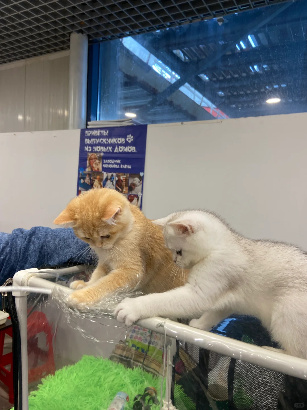 ??莫斯科猫展｜周末爱?留子的好去处‼️