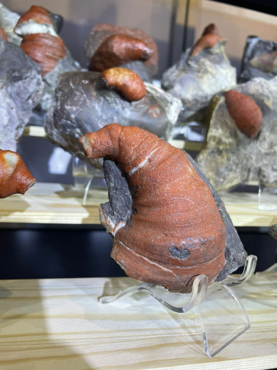 南京矿物化石博览会-一角