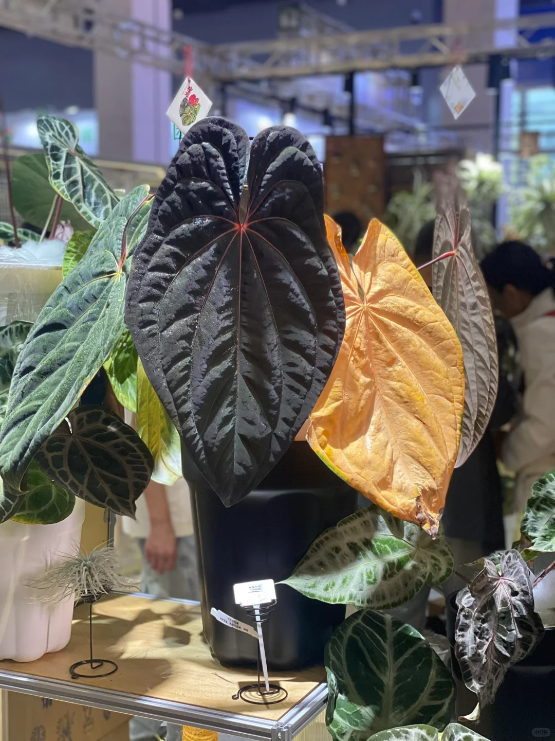 深圳热植展打卡周边薅羊毛攻略｜冲冲冲！