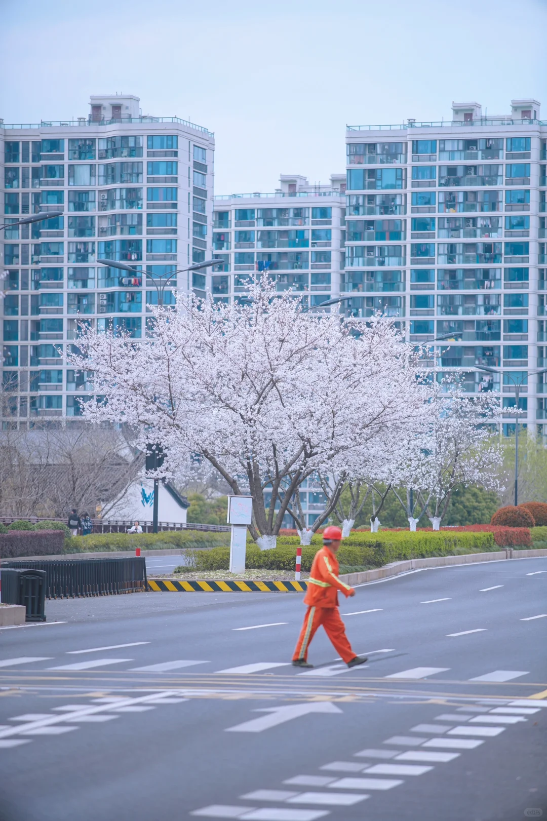 杭州余杭的樱花已开