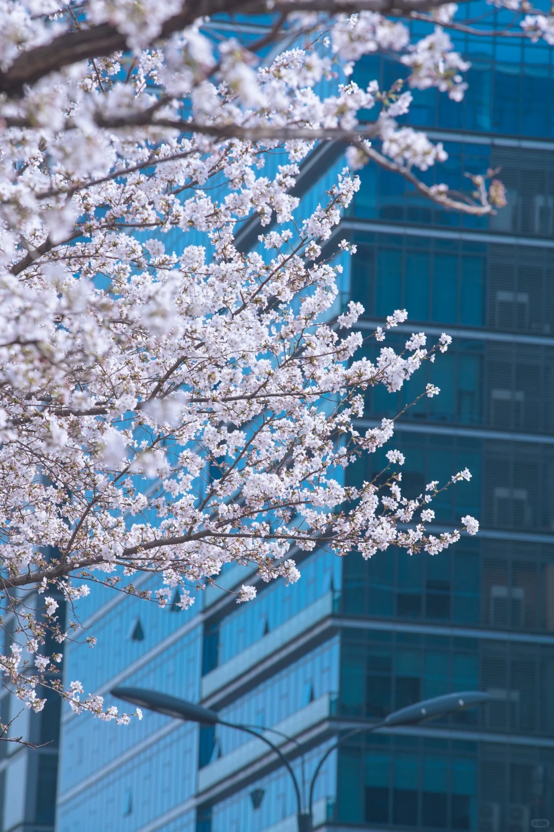 杭州余杭的樱花已开