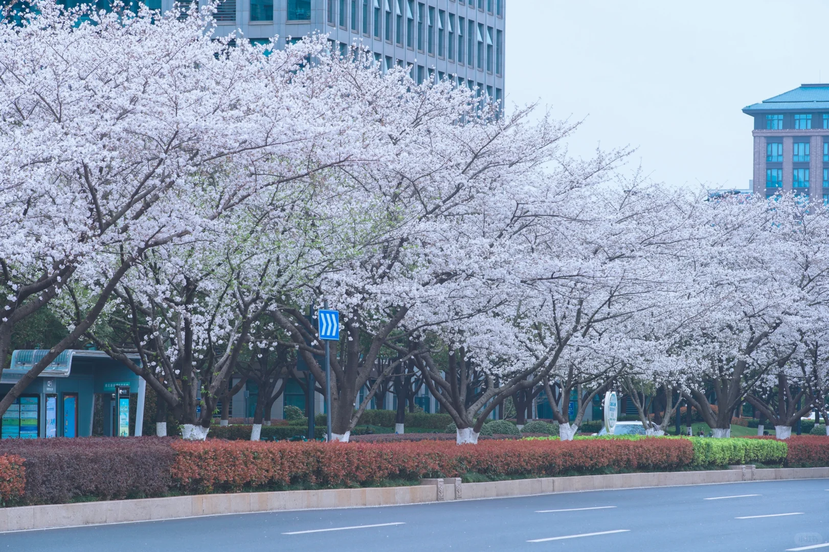 杭州余杭的樱花已开