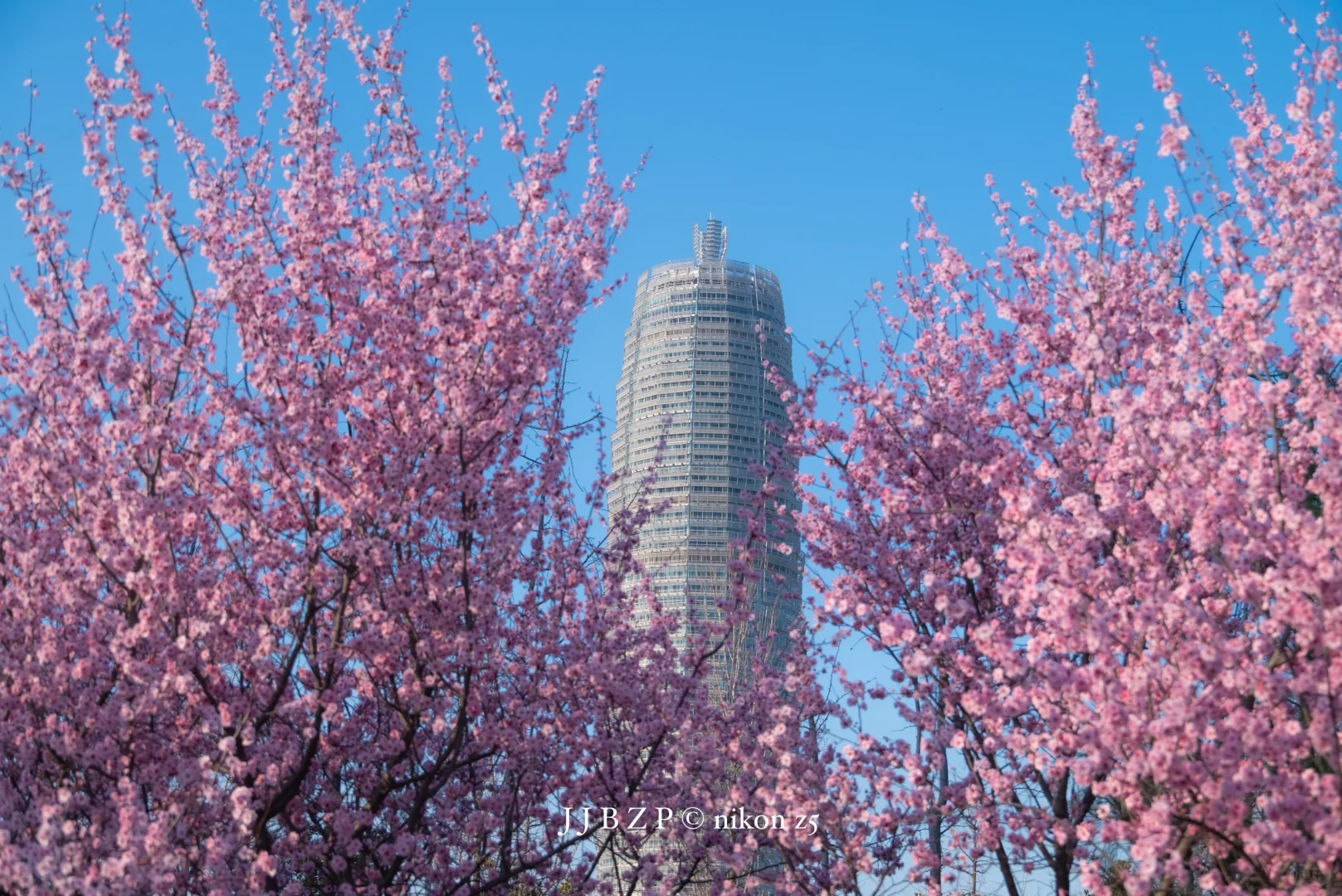 郑州｜大玉米的春和景明