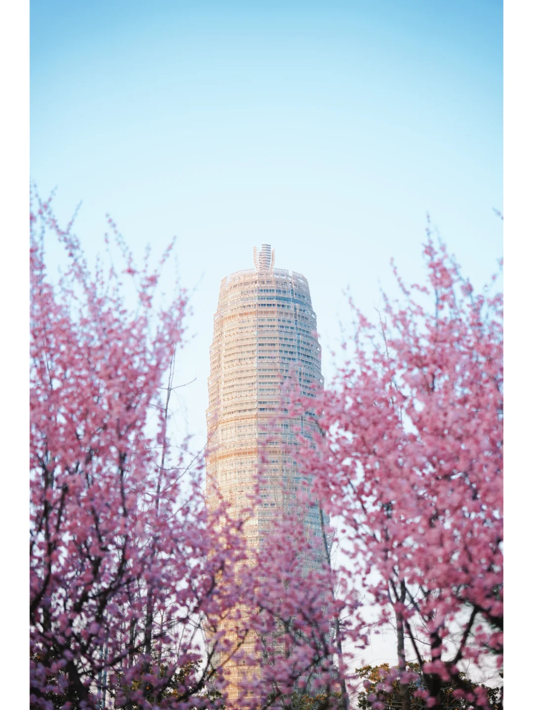 此刻！郑州大玉米已被粉色花海包围！