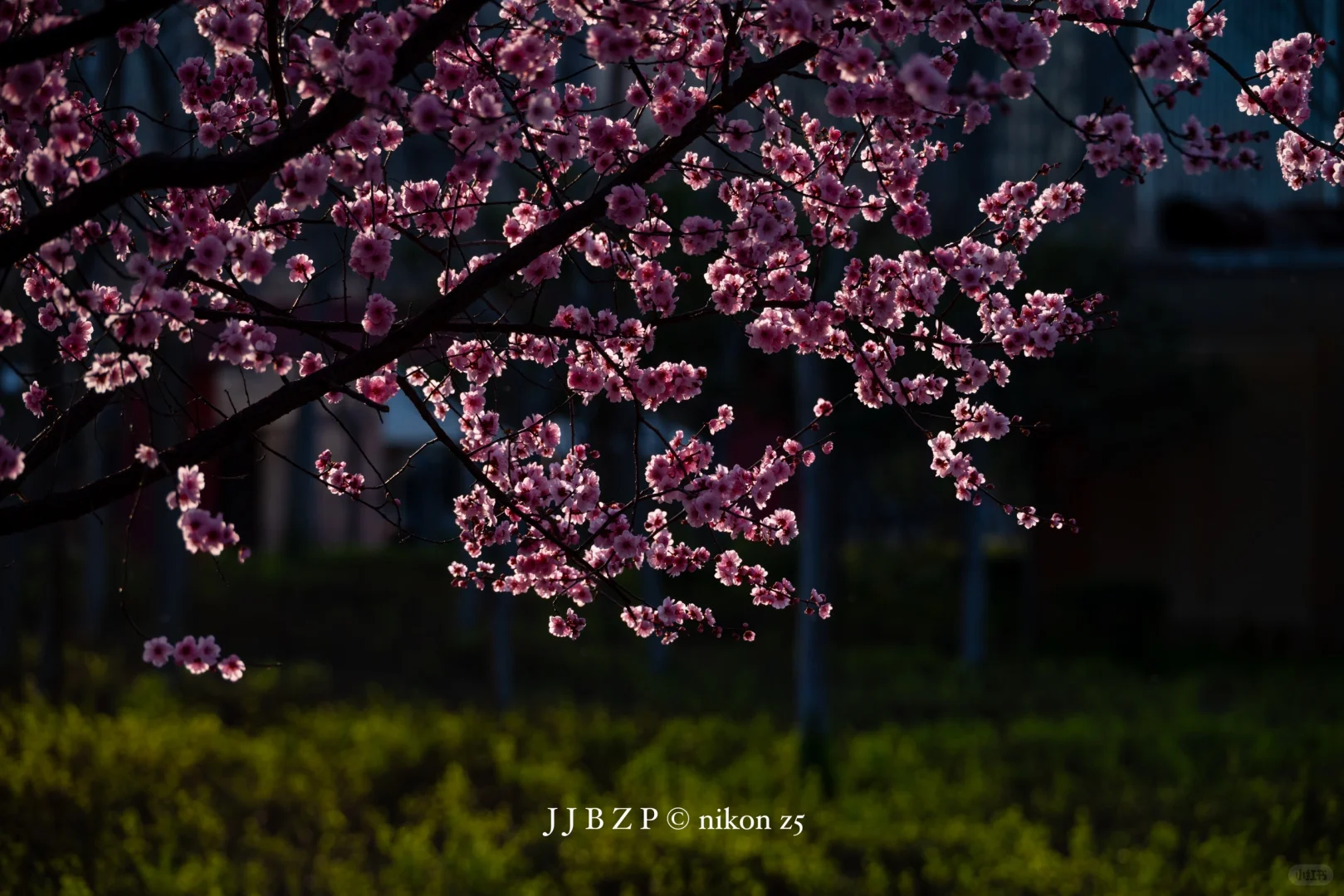 郑州｜大玉米的春和景明
