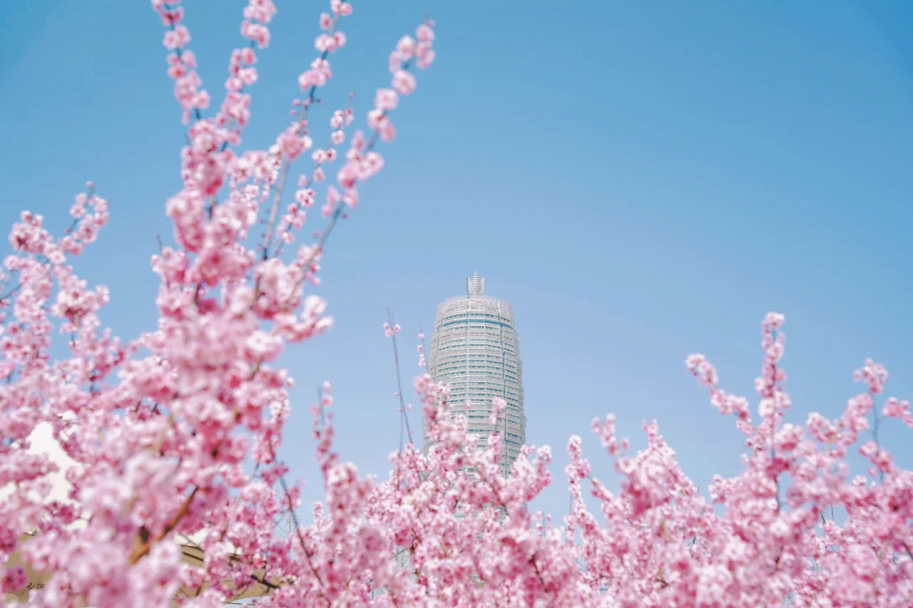 此刻！郑州大玉米已被粉色花海包围！