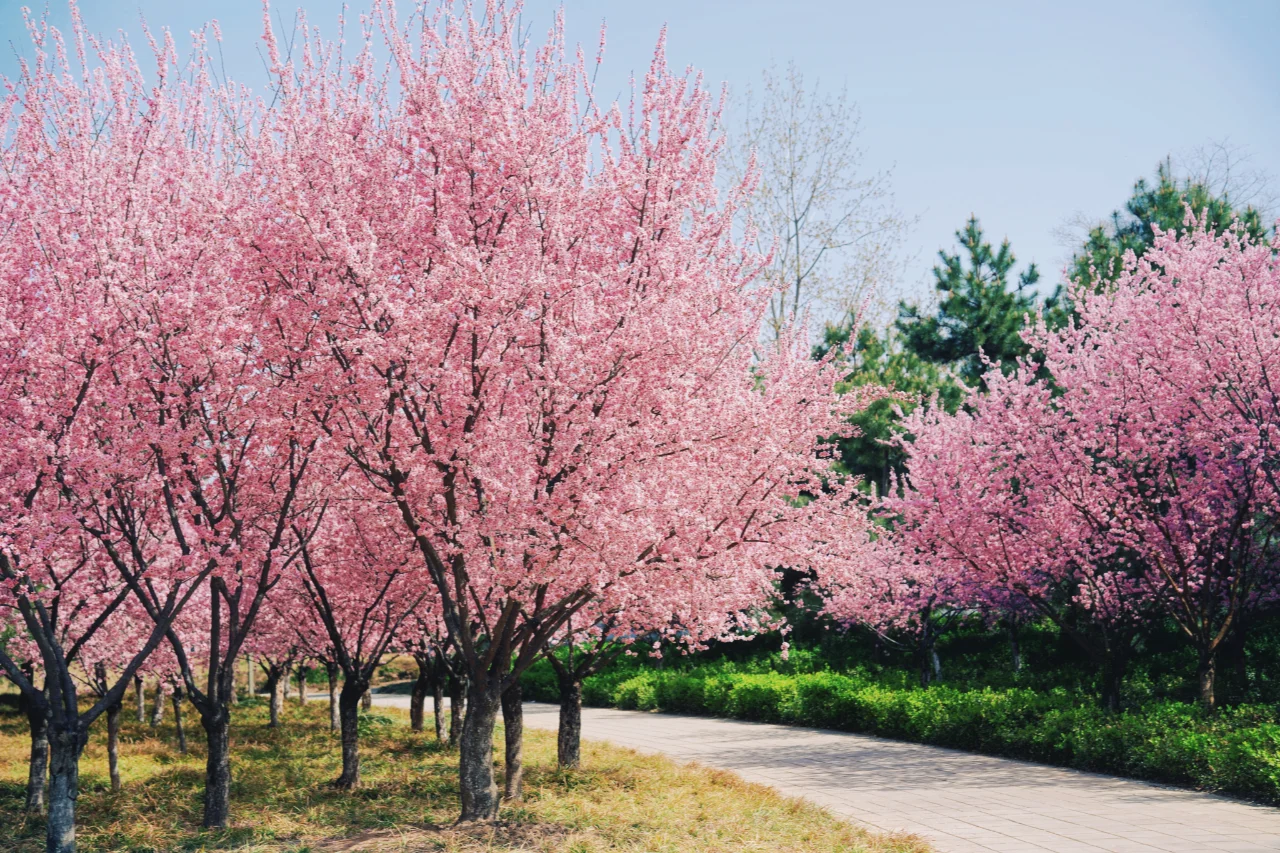 此刻！郑州大玉米已被粉色花海包围！