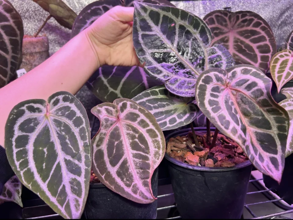 深圳热植展攻略TIPS 附展会清单版