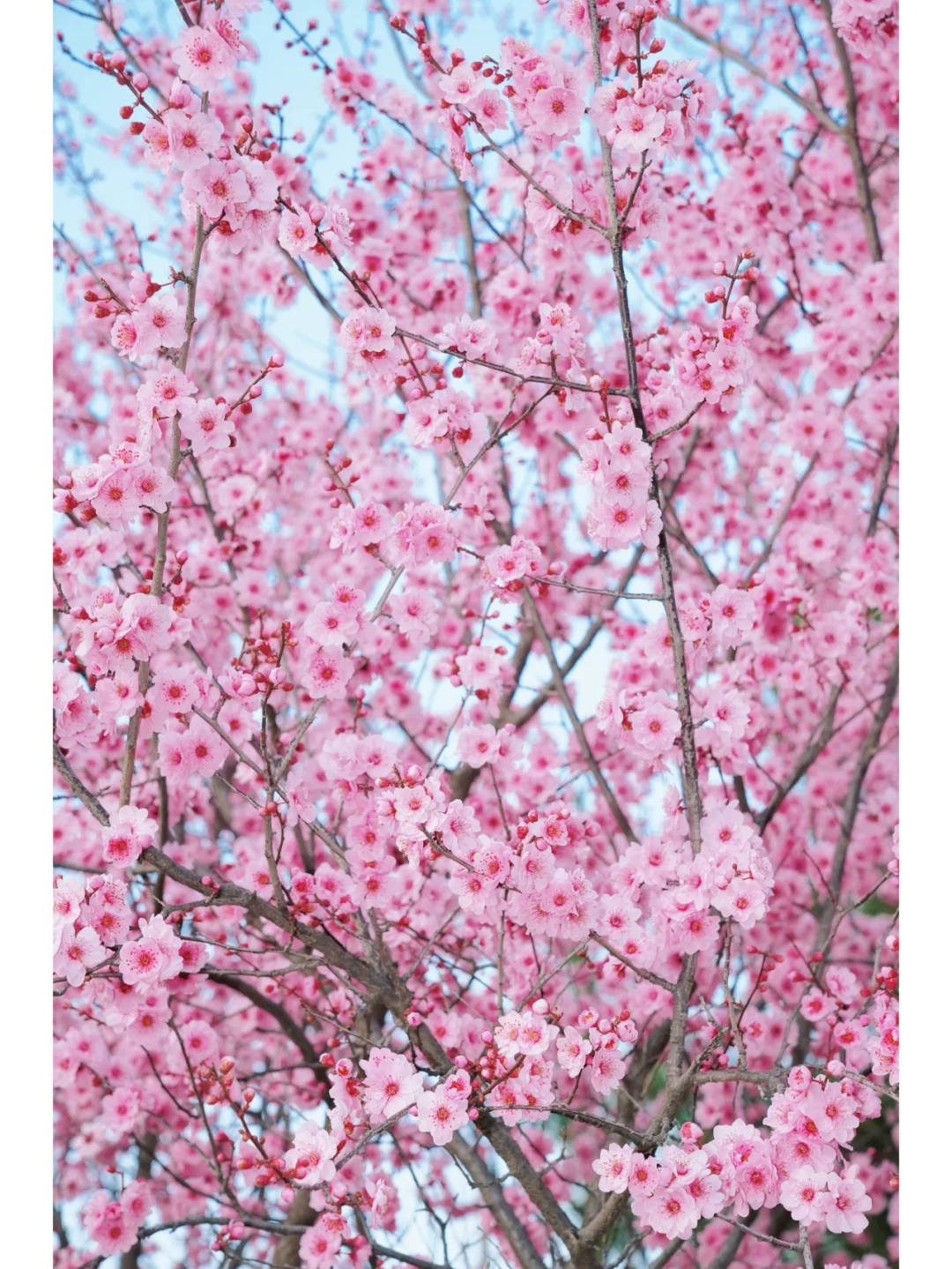 此刻！郑州大玉米已被粉色花海包围！