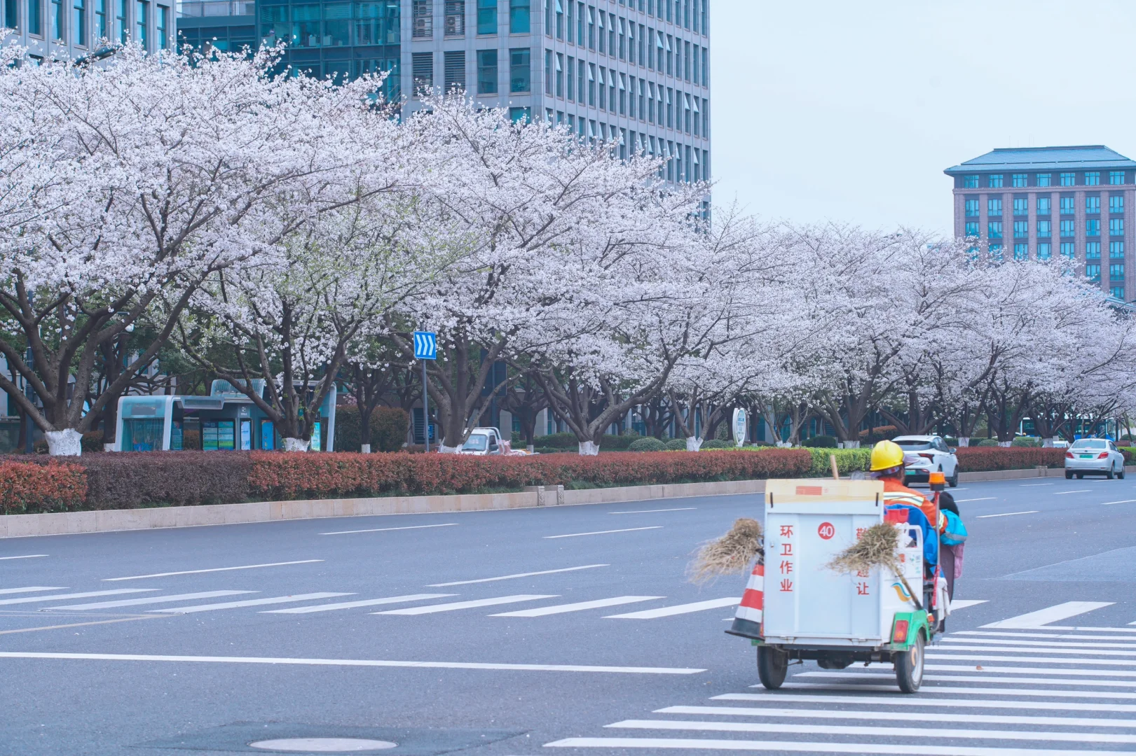 杭州余杭的樱花已开