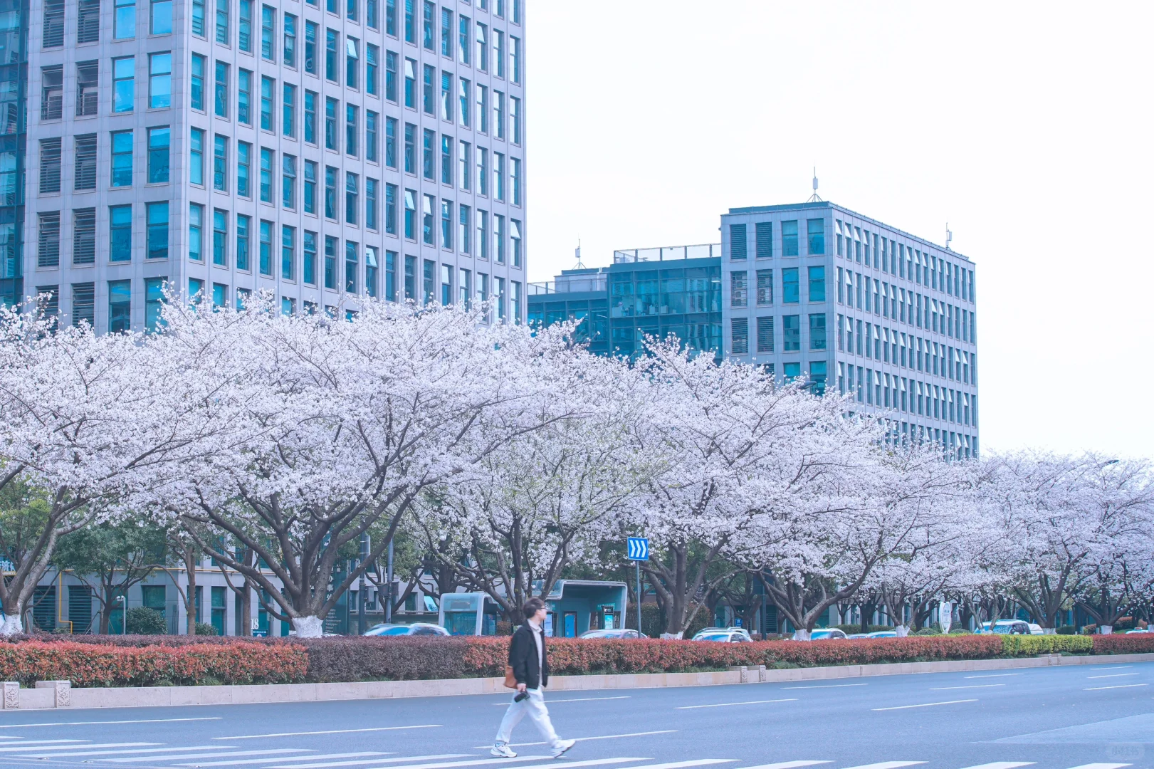 杭州余杭的樱花已开