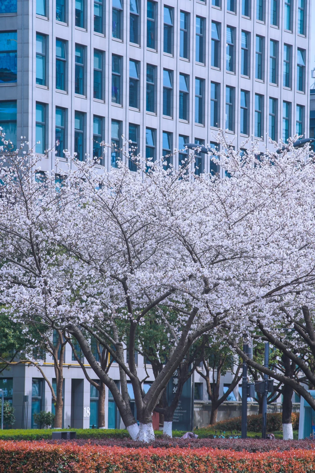 杭州余杭的樱花已开