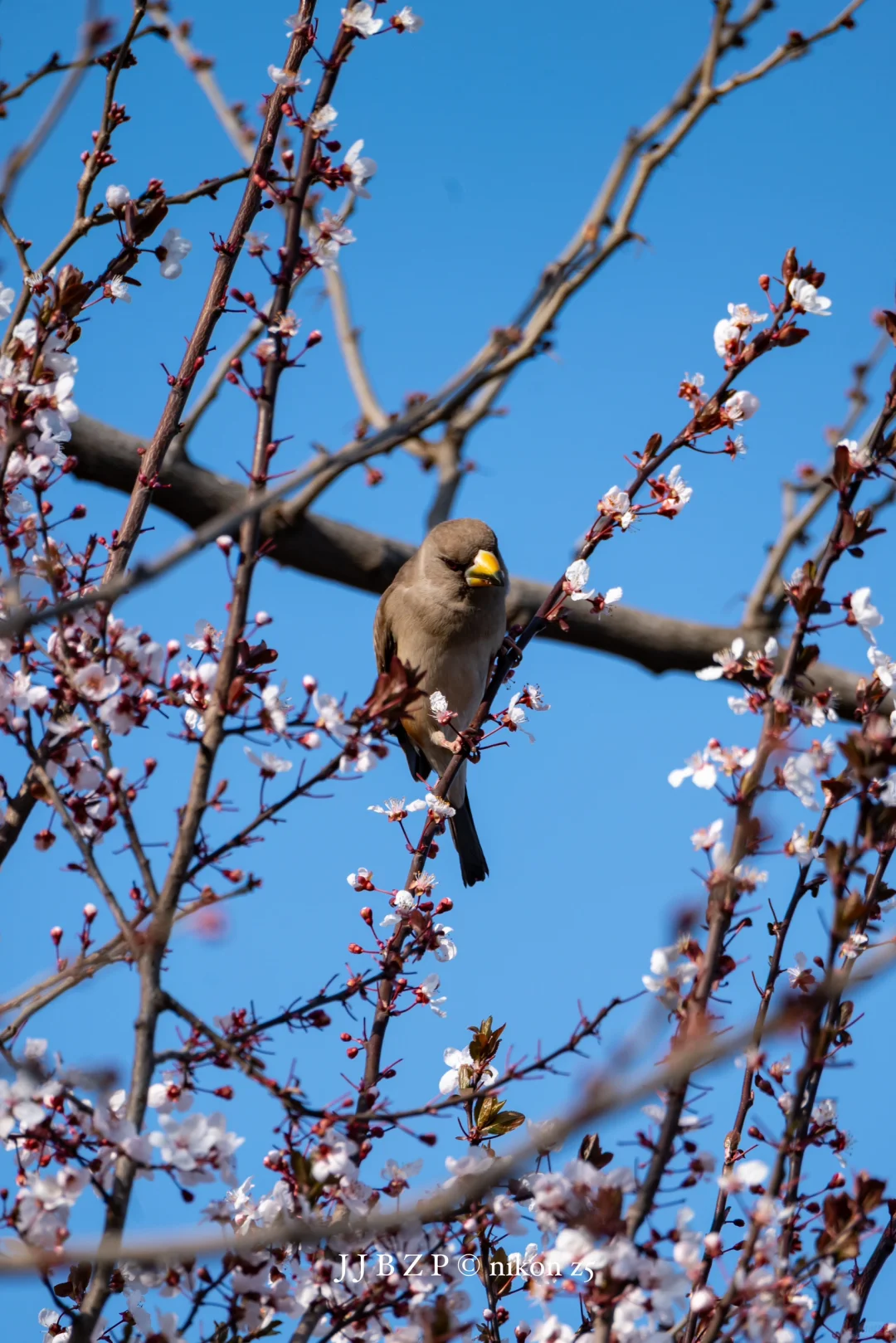 郑州｜大玉米的春和景明