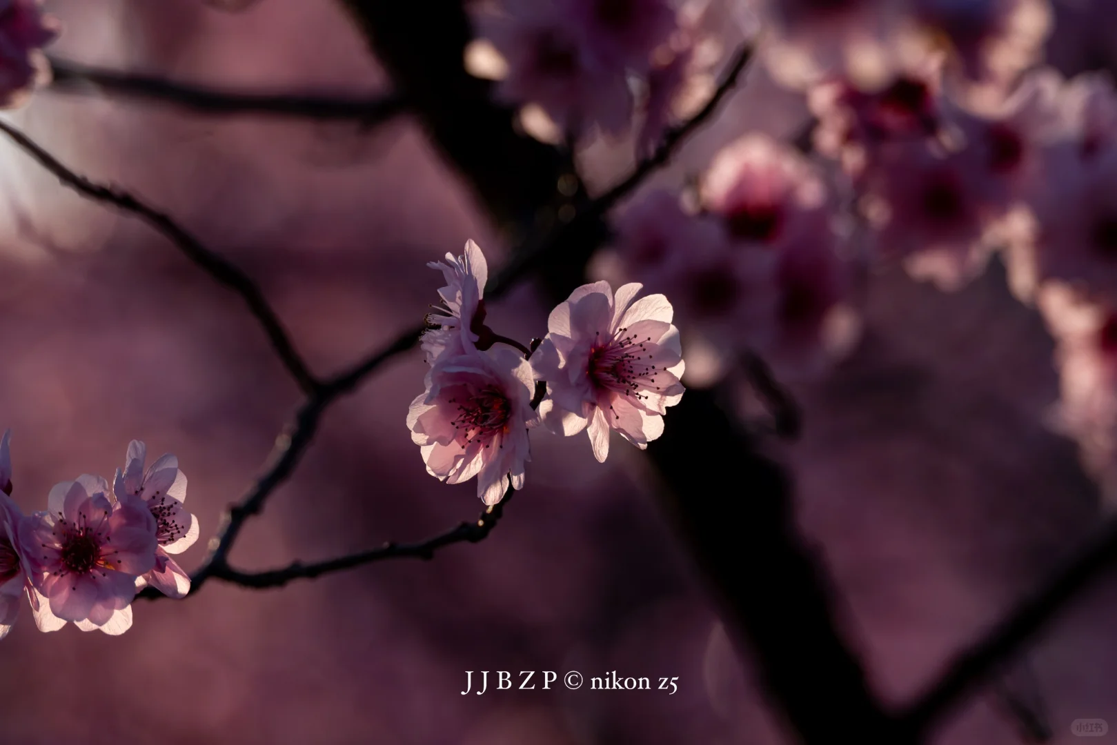 郑州｜大玉米的春和景明