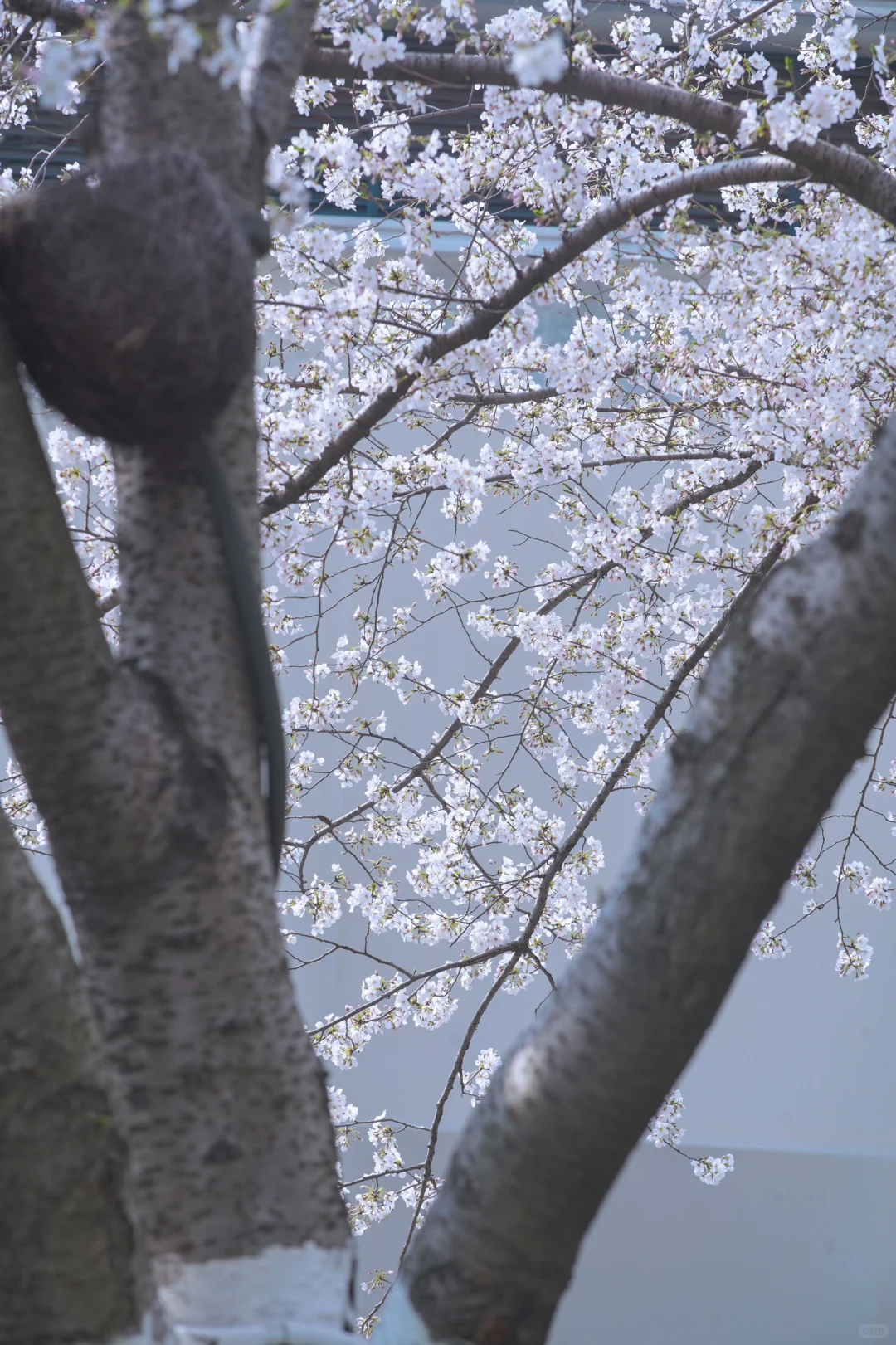 杭州余杭的樱花已开