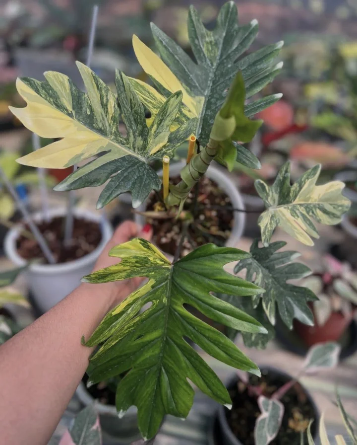 深圳热植展攻略TIPS 附展会清单版