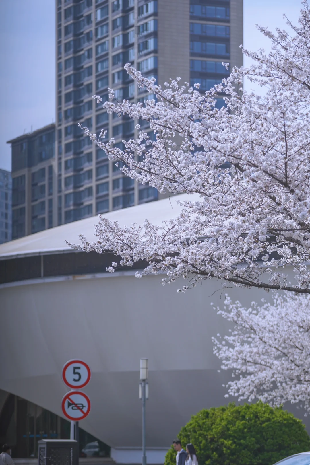 杭州余杭的樱花已开