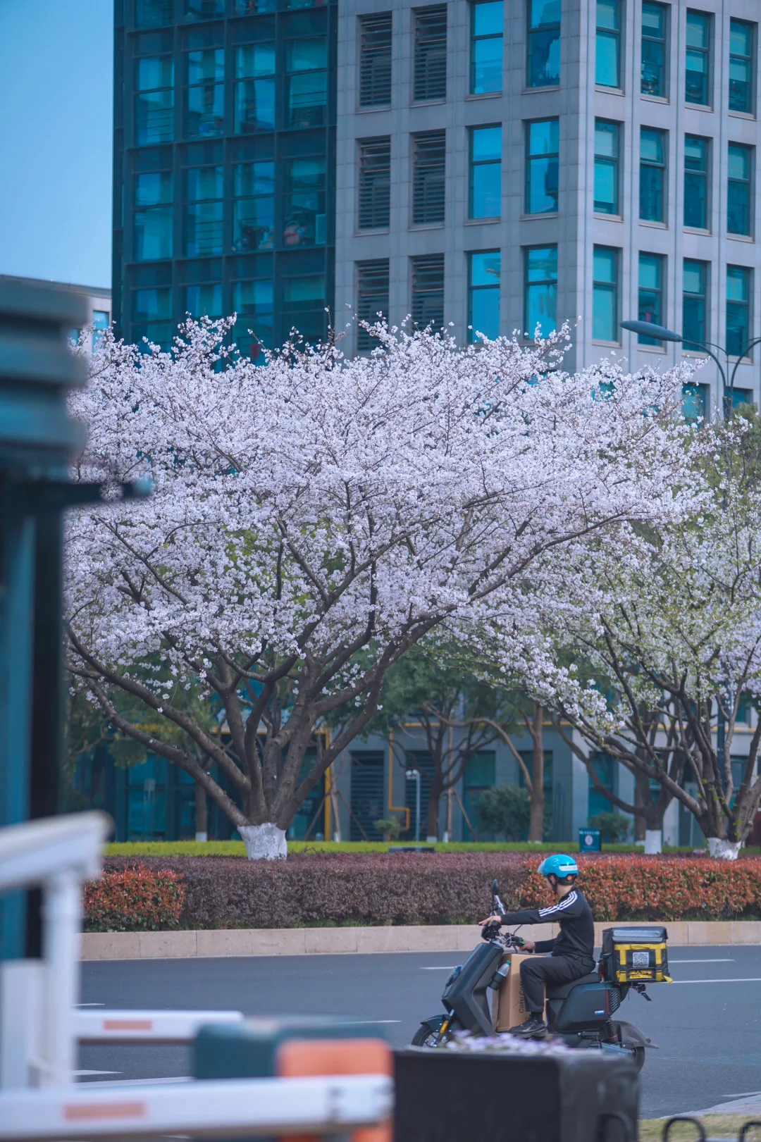 杭州余杭的樱花已开