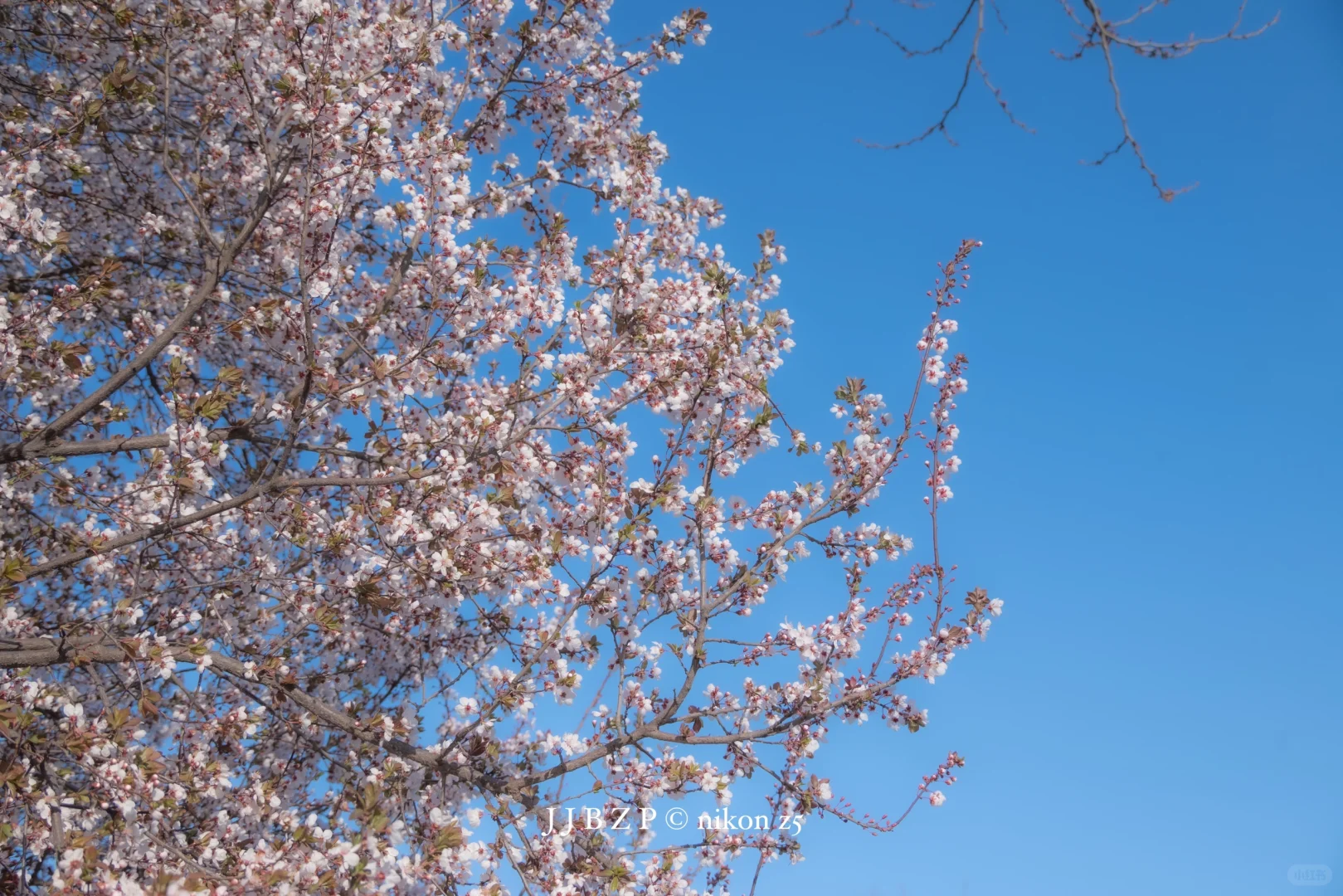 郑州｜大玉米的春和景明